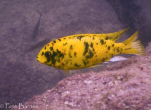 Tropheops sp. 'orange chest' Zimbawe Rock
